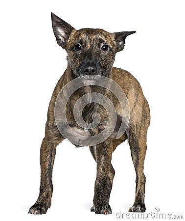 Mixed-breed dog, 16 months old, standing Stock Photo