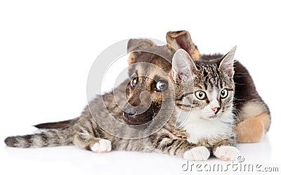 Mixed breed dog embracing tabby cat. isolated on white background Stock Photo