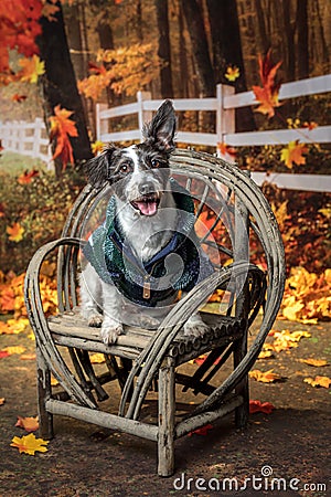 Mixed breed dog in fall setting with leaves Stock Photo