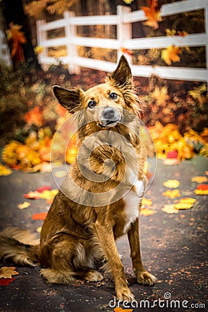 Mixed breed dog in fall setting with leaves Stock Photo