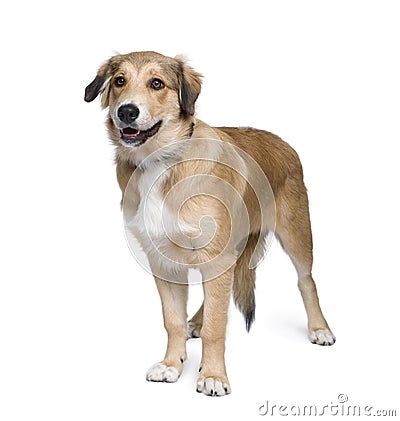 Mixed-breed dog in front of white background Stock Photo