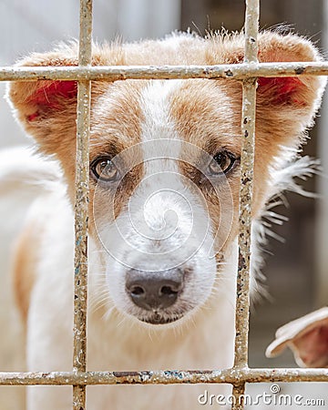 A mixed-breed dog looks at the camera through the cage trellis. Stock Photo