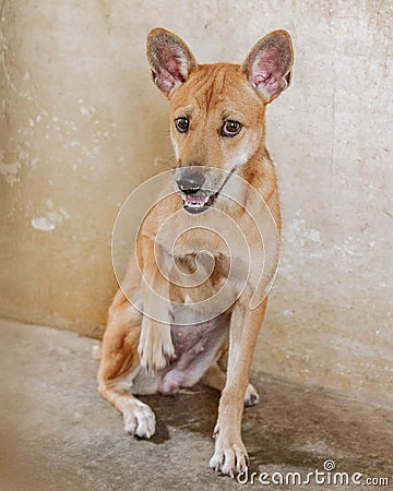 A mixed-breed dog looks at the camera with a worried smile. Stock Photo