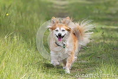 Mixed breed dog on path Stock Photo