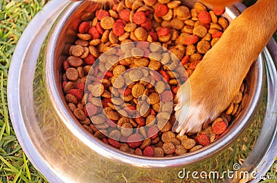 Mixed breed dog placing paw inside metal bowl of crunchy food, grassy surface, as seen from above Stock Photo