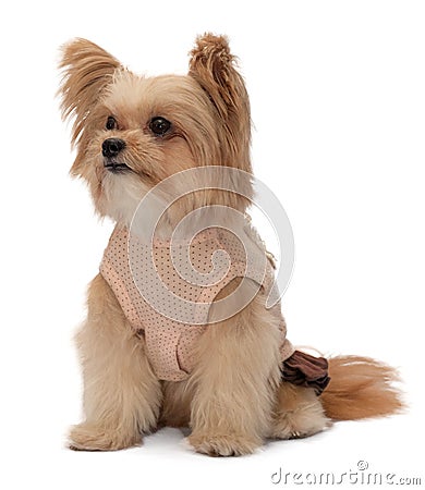 Mixed Breed Dog Posing Stock Photo