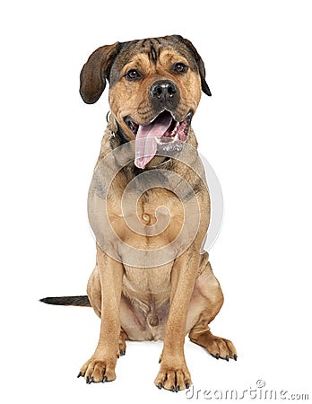 Mixed-Breed Dog between a rottweiler and a amstaff Stock Photo