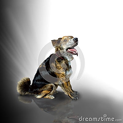 Mixed breed dog sitting Stock Photo