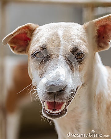 A mixed-breed dog smiles at the camera from behind the fence. Stock Photo