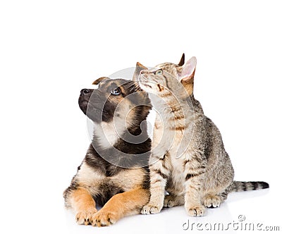 Mixed breed dog and tabby cat. isolated on white background Stock Photo