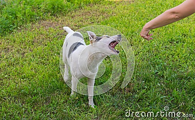 Mixed breed dog is trying to bite human hand Stock Photo