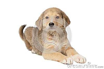 Mixed Breed Ginger Puppy Lies Isolated on White Stock Photo