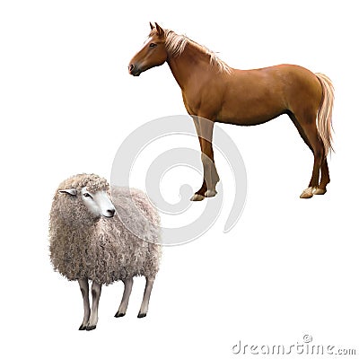 Mixed breed horse standing, Front view of a Sheep Cartoon Illustration