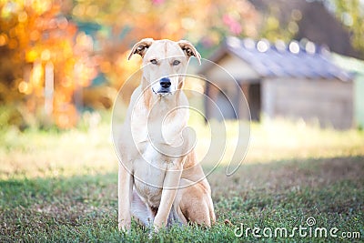 Mixed breed labrador rescue dog in autumn garden Stock Photo