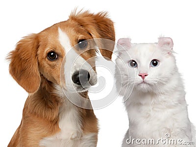 Mixed-breed puppy, 4 months old and a American Stock Photo