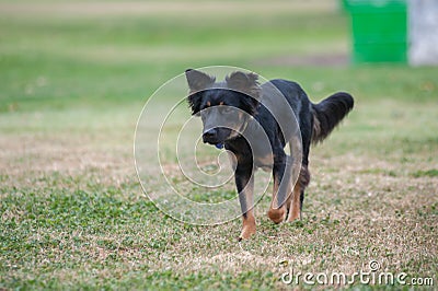 Mixed breed puppy exercise Stock Photo