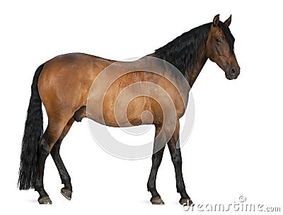 Mixed breed of Spanish and Arabian horse Stock Photo