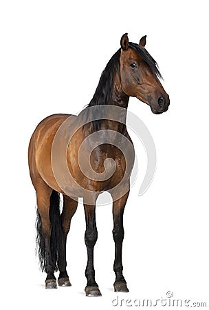 Mixed breed of Spanish and Arabian horse Stock Photo