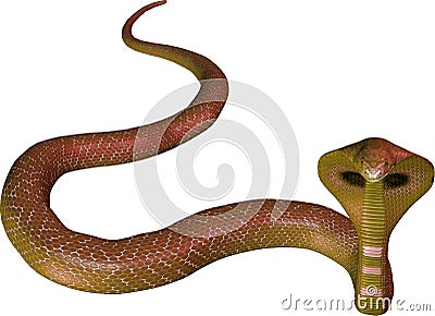 Mixed-brown cobra snake Stock Photo