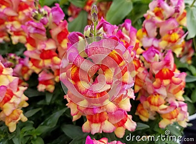 Mixed color of Snapdragon Sunset, an upright annual flower Stock Photo