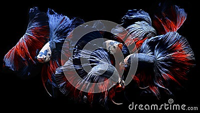 Mixed colorful fancy betta. Stock Photo