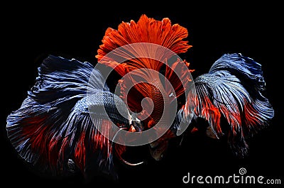 Mixed colorful fancy betta . Stock Photo