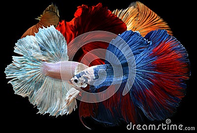 Mixed colorful fancy betta . Stock Photo