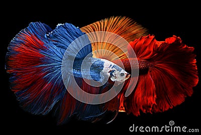 Mixed colorful fancy betta . Stock Photo