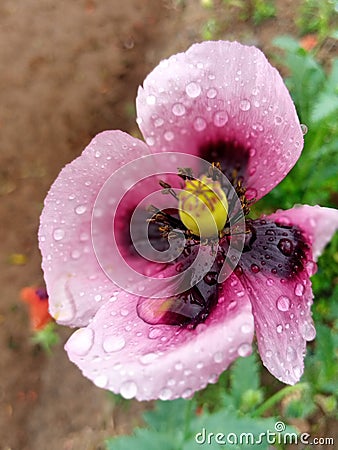 Mixed colour flower Stock Photo