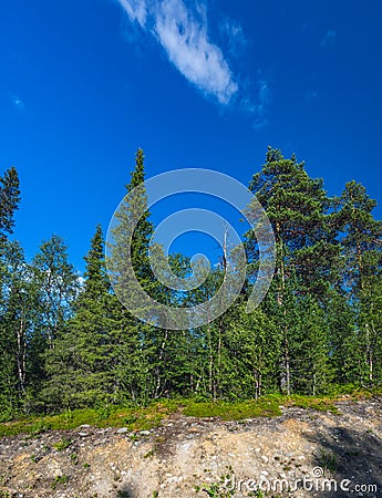 Mixed coniferous forest in Norrbotten, Sweden Stock Photo