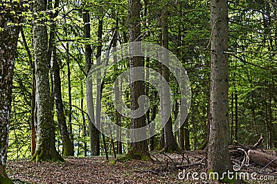 Mixed coniferous forest Stock Photo