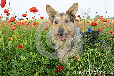 Mixed dog Stock Photo