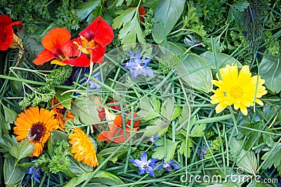 Mixed Edible Flowers and Herbs Stock Photo