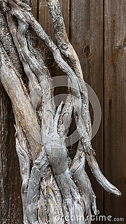 Mixed fibre of raw tree roots Stock Photo