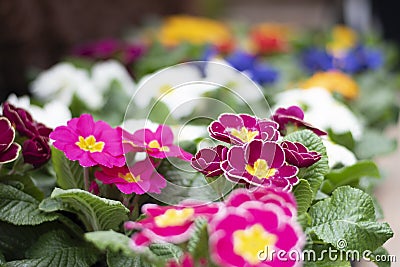 Mixed flower garden in a meadow Stock Photo