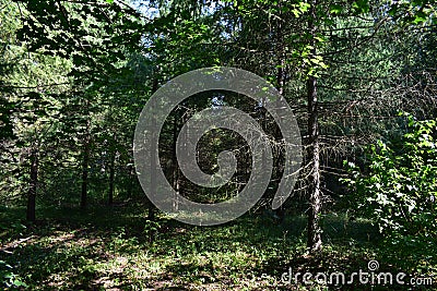 Mixed forest. Coniferous spruce and pine trees. Birch grove Stock Photo