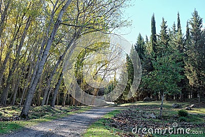 Mixed Forest In Nebrodi Park, Sicily Stock Photo