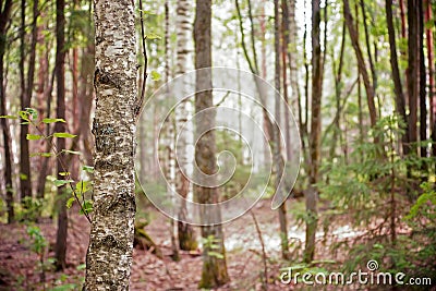 Mixed forest Stock Photo