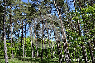 Mixed forest in the sunlight Stock Photo