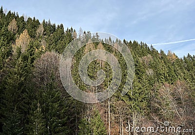 Mixed forests with deciduous and evergreen trees in Late autumn on the slopes of the Alpstein mountain range, UrnÃ¤sch Stock Photo