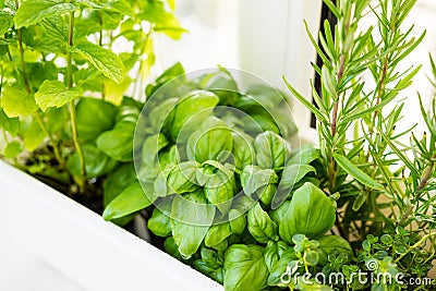 Mixed fresh aromatic herbs growing in pot, urban balcony garden with houseplants closeup Stock Photo