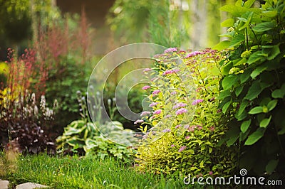 Mixed garden border with blooming spirea japonica Yellow Princess, Hydrangea Annabell, hostas and heucheras Stock Photo
