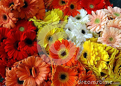 Mixed gerbera daisy bouqet Stock Photo