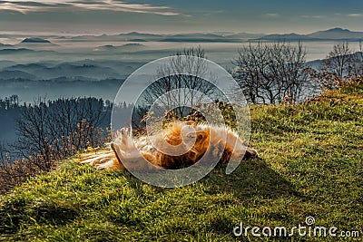 Mixed golden colored breed dog laying on back on green grass Stock Photo