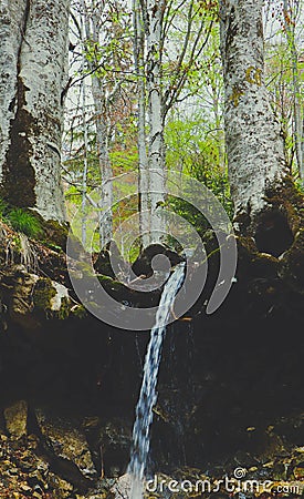 Mixed greenwood forest, mossy trees roots stick out of the ground, forest stream flows. Photo depicting dark scary misty Stock Photo