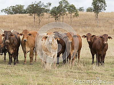 Mixed herd of Australian cattle roaming free in Queensland Australia. Stock Photo