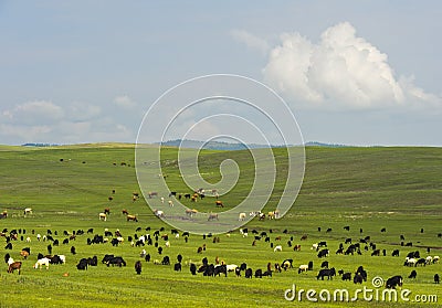 Goats and cattle grazing in the Mongolian steppe Stock Photo