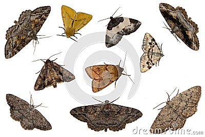 Mixed moths Stock Photo