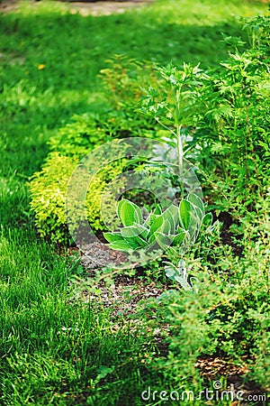 Mixed perennial border with hostas, spirea, delphinium and Stachys in summer Stock Photo