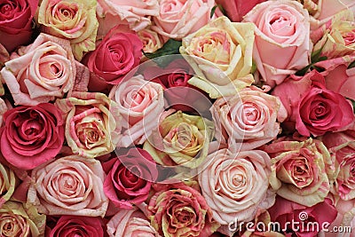 Mixed pink roses Stock Photo